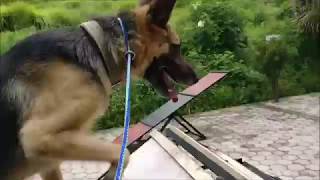 German Shepherd  Agility Training  Dog walk  A frame [upl. by Ajup]