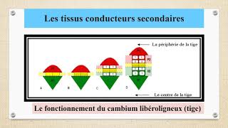 Les différents types des tissus végétaux les tissus secondaires [upl. by Leibrag]