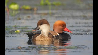 RED CRESTED POCHARD  BEAUTIFUL MIGRATORY DUCKS [upl. by Talley]