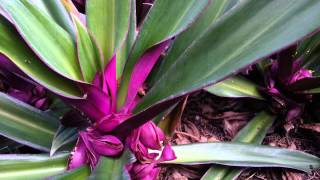 Rhoeo Tradescantia spathacea  Moses in the Cradle HD 02 [upl. by Ayote]