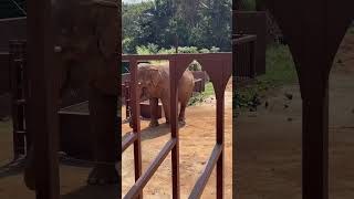 Zoológico de São Paulo zoológicos saopaulo shorts [upl. by Weinert493]