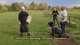 Bandog Leonidas  protection training K9Jager [upl. by Asilet]