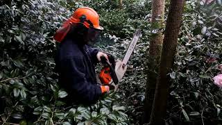 Pruning a dead cordyline  Burncoose Nurseries [upl. by Sophia]