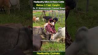 nadipathy cattle below 2 feet height  Nadipathy Goshala  cute life village farm trending yt [upl. by Adnylam]