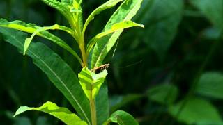 Nemophora Degeerellampg [upl. by Euqimod256]