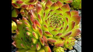 Молодило2Sempervivum2 Garden flowers151 Декоративные растения [upl. by Ingmar]