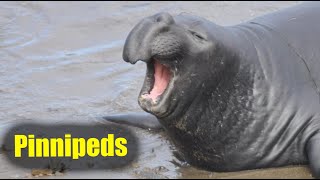 What Are Pinnipeds  Nona The Naturalist Explains [upl. by Alinna787]