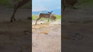 Kangaroo Drinks Rocky Water Krueger Lion Attacks NatureBattle WildlifeAction [upl. by Prud]