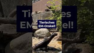 Tierisches EMOrakel 🦭 [upl. by Dupin]