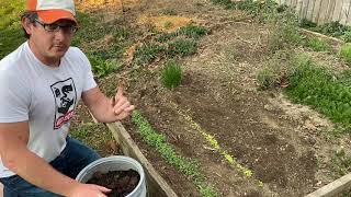 Mushroom Compost The Dirty Secret to Making Gardens Grreat [upl. by Acissev725]