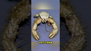 The Yeti Crab [upl. by Harlan]