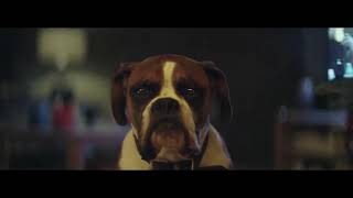 John Lewis Christmas Ad 2016 with Buster The Boxer Dog [upl. by Clementine535]