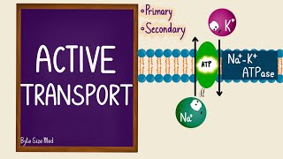 Active Transport  Transport Across the Cell Membrane  Sodium Potassium Pump  Cell Physiology [upl. by Koblick]