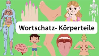 Deutsch lernen Die Körperteile wortschatz body parts A1 A2 [upl. by Winthorpe629]