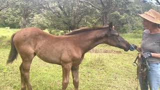 Kawela Ranch Hawaii mares and foals first haltering Trebek [upl. by Eelesor]