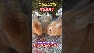 日本大久野島（毒氣島）兔子Rabbit on Okunoshima Poison Gas Island Japan [upl. by Em]