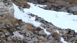 Rock Ptarmigan  Lagopède alpin [upl. by Eitsym]