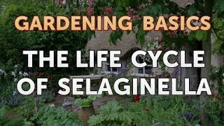 The Life Cycle of Selaginella [upl. by Eisle808]