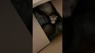 ferret animal video [upl. by Niamrahc]