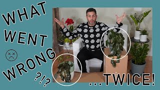 The Truth about ordering plants online Ansel and Ivy Replacement ZZ Plant and What Went Wrong [upl. by Areit]