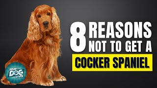 8 Reasons Why You Should Not Get a Cocker Spaniel [upl. by Anoniw233]