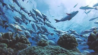 Rangiroa Island Atoll Scuba Diving Tiputa Pass [upl. by Divadnhoj]