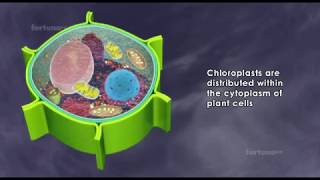 About chloroplast  structure and function  3D animated [upl. by Rutan]