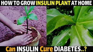 HOW TO GROW INSULIN PLANT FROM CUTTINGS  How to Grow INSULIN PLANT  How To Propagate INSULIN PLANT [upl. by Larner]