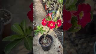 adeniumpr adeniumobesium adenium adeniumdesertrose flowers gardening plants [upl. by Hunger]