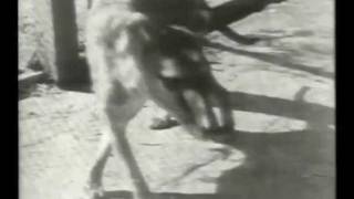 Tasmanian Tiger original zoo footage c1930 [upl. by Amada739]