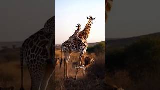 Female Giraffe is very Intelligent । shorts animals giraffe [upl. by Braynard355]