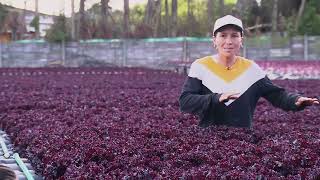 Lechuga morada falbala hidropónica  La Finca de Hoy [upl. by Ridglea940]