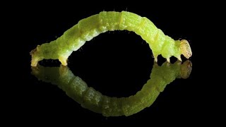 I FOR INCHWORMFUN FACTS ABOUT INCHWORMS [upl. by Eivod]