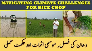 NAVIGATING CLIMATE CHALLENGES FOR RICE CROP UrduHindiPunjabi climatechange [upl. by Assecnirp787]