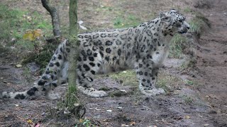 Schneeleoparden  Snow leopards  Wildpark Lüneburger Heide [upl. by Zackariah]