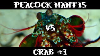 Peacock Mantis VS Crab 3 [upl. by Eniamor]