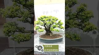 A Yaupon holly bonsai [upl. by Panchito]