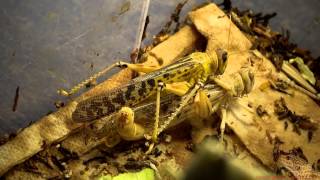 Leopard Gecko  Desert Locust Mating 20140722 [upl. by Yaresed]