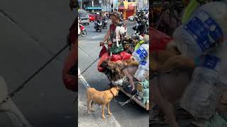 esse morador de rua adota todo animal que encontra abandonado [upl. by Alenairam147]