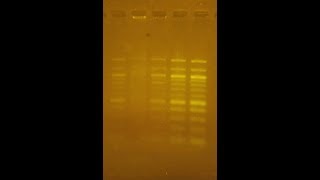 DIY Transilluminator for DNA gels [upl. by Lanae]