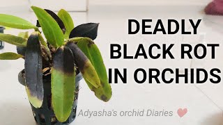 BLACK ROT IN ORCHIDS FUNGAL ROT IN CATTLEYAS monsoonproblems [upl. by Marylinda382]