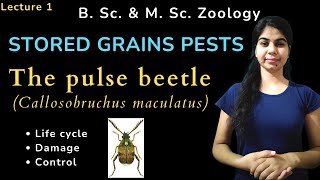 The pulse beetle Callosobruchus maculatus  STORED GRAINS PESTS  B Sc amp M Sc  Zoology [upl. by Harper964]