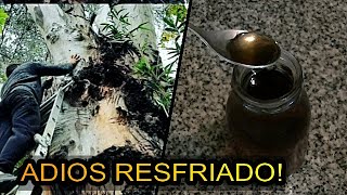 Hojas de Árbol Eucalipto Jarabe natural contra enfermedades respiratorias [upl. by Pan]