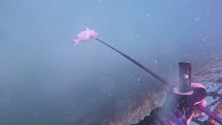 Pole spear fishing Australia [upl. by Kifar]