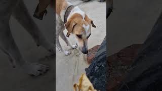 Dunia me sabse jayada baris kaha girti h comedy funny comedyshorts dog fun love trending [upl. by Adnima]