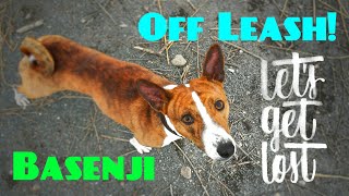 Basenji Running OFF LEASH amp Coming Back When Called [upl. by Norrehc674]