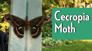 Cecropia moth  Wildlife of the Humber Arboretum [upl. by Ayital484]