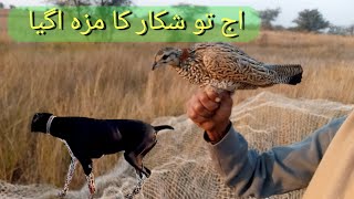 Teetar Aur Batair Ka Shikar December  Black Francolin HuntingTeetar ka shikar with dog in Punjab [upl. by Greenwell1]