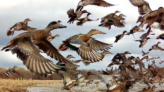 5000 GREEN WING TEAL MALLARDS FLOODED CORN FIELD WIGEON TEAL AEROBATIC MASTERS PUT ON A SHOW [upl. by Drape]