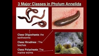 Classification of Phylum annelida [upl. by Eifos587]